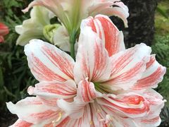 -深圳市中科院仙湖植物园