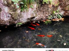 -西泠印社