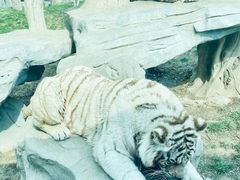 -北京野生动物园