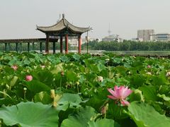 -莲花池公园