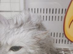 -瑞派康怡24h宠物医院·犬猫医疗中心·微创绝育(瑞景分院)