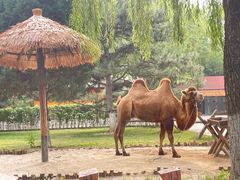 -北京野生动物园