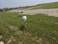 -盐城丹顶鹤湿地生态旅游区