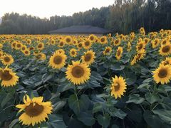 -长白岛森林公园