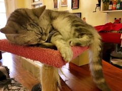 -猫色咖啡·猫咖