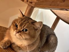 -滚猫咖啡·猫咖·猫友好撸猫(未来城店)