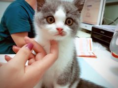 -纳吉亚猫专科动物医院博雅分院