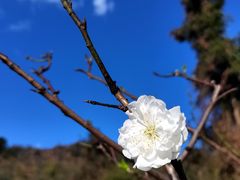 -南国桃园旅游度假区