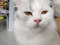 -喵的天空名猫咖啡馆·撸猫·猫舍·用品