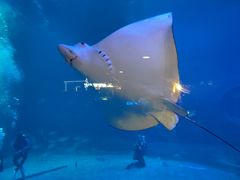 -烟台海昌鲸鲨海洋公园