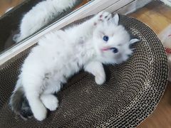 -柚子猫舍·精品猫舍购猫·猫咪认养·购宠·宠物店