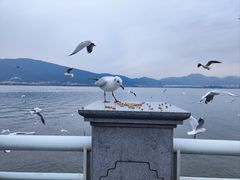 -海埂大坝