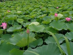 -荷塘月色湿地公园·向阳花洲