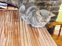 -猫色咖啡·猫咖
