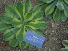-南山植物园
