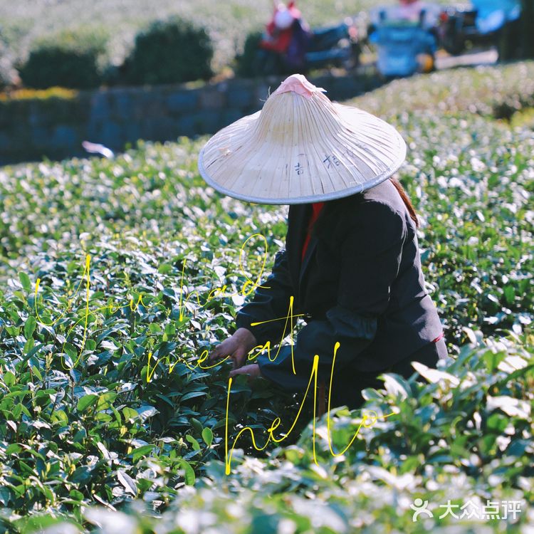 杭州小众景点｜名山名村名茶——龙井村