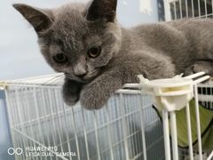 -喵的天空名猫咖啡馆·撸猫·猫舍·用品