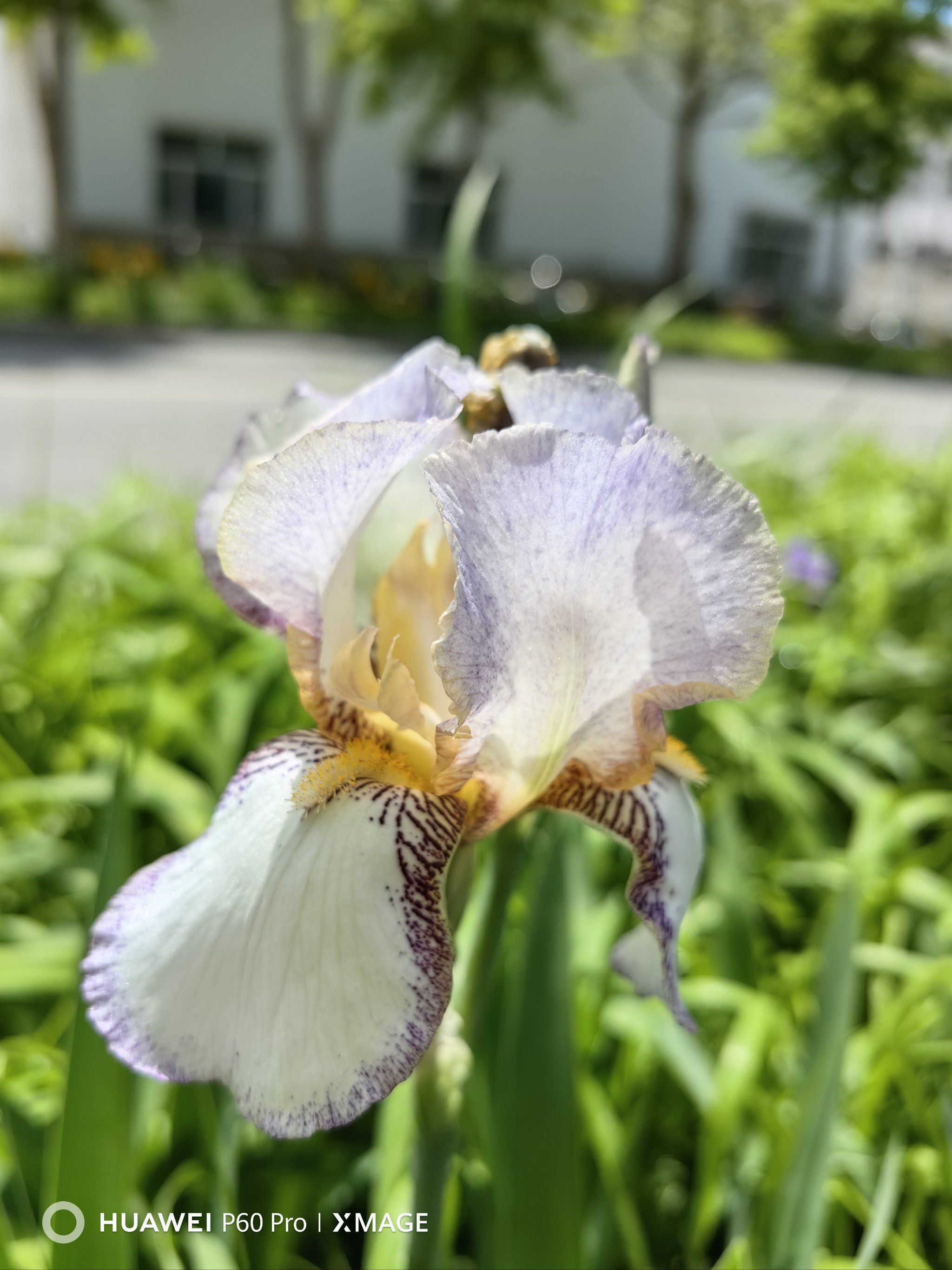 一片紫色鸢尾花中发现了一个不一样颜色的鸢尾花