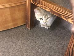 -猫色咖啡·猫咖
