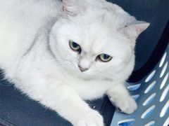 -瑞派动物医院·猫专科·至诚(江南中分院)