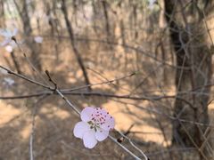 -香山公园