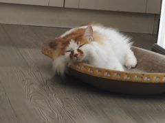-瑞派名望志远动物医院·猫科·內科·异宠专科(直港大道店)