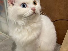 -楼上猫咖(罗湖店)