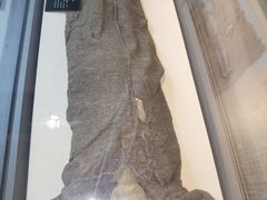 -巴音郭楞蒙古自治州博物馆