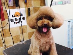 -我爱吾宠宠物美容院(朝阳路店)