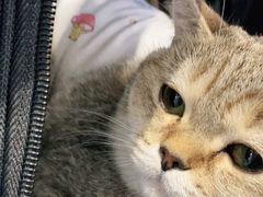 -纳吉亚猫专科动物医院·北北分院