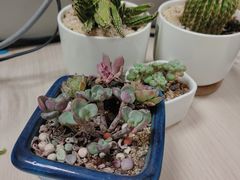 -吴越荣记·苏州菜·松鼠桂鱼(斜塘老街店)