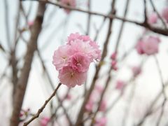 -天适樱花悠乐园