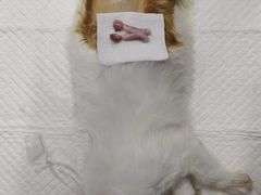 -乐派堂宠物医院·猫友好· 心脏科(东街店)