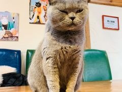-猫小院猫主题餐厅(南锣旗舰店)