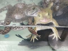 -盒马鲜生(大成店)