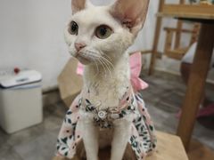-楼上猫咖(罗湖店)