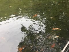 -金花茶公园