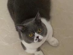 -艾吉宠物医院·疑难杂症转诊中心·猫友好(碧江路院)