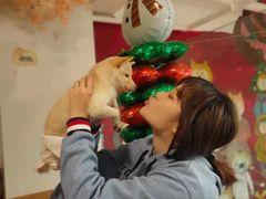 -南京Hallo宠物乐园·哈罗犬舍·柴犬繁育基地