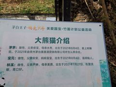 -都江堰中华大熊猫苑