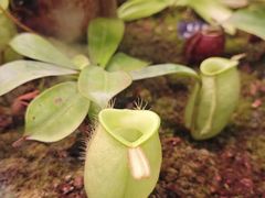 -中国科学院西双版纳热带植物园