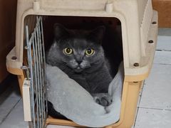 -瑞鹏宠物医院·骨科·猫科·内科(第一中心)