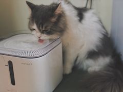 -猫和宫(六道口店)