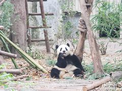 -成都大熊猫繁育研究基地