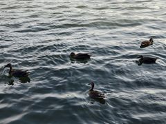 -西湖游船