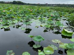 -荷塘月色湿地公园·向阳花洲