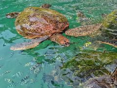 -海南分界洲岛旅游区