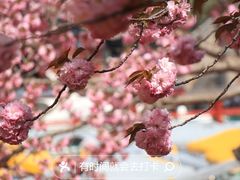 -颐和园