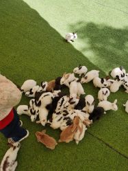 -萌宠亲子动物乐园(槐房万达店)