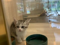 -飞行喵MR PILOT|猫舍·猫咖(静安大融城店)